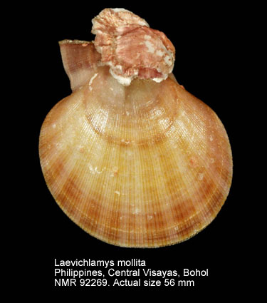 Laevichlamys mollita.jpg - Laevichlamys mollita (Reeve,1853)